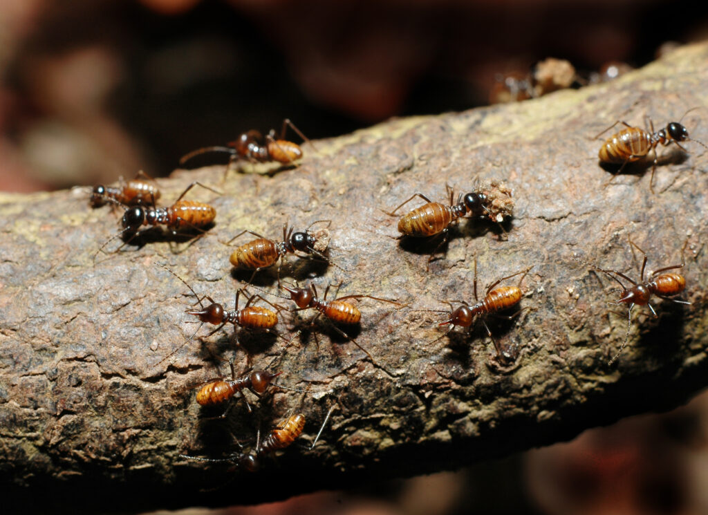 a group of ants on a branch